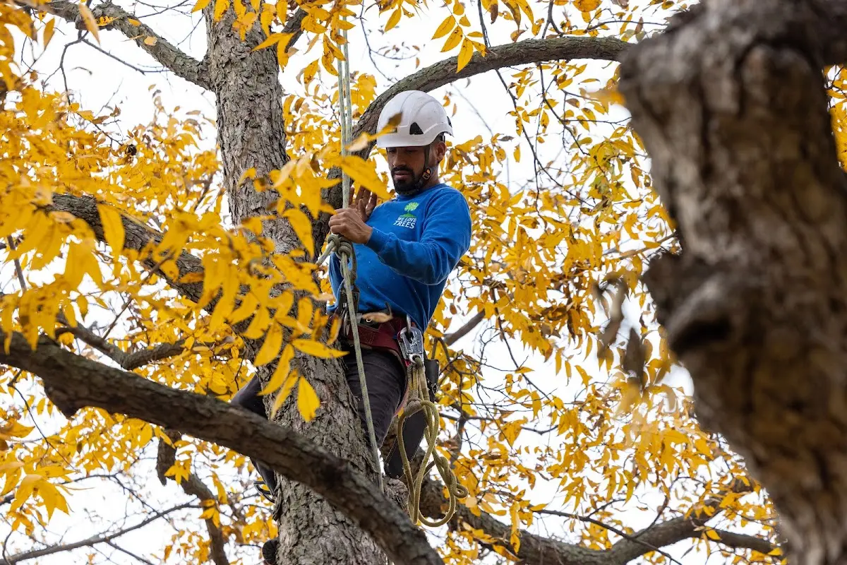 Skilled Tree Planting crew working in Forestville