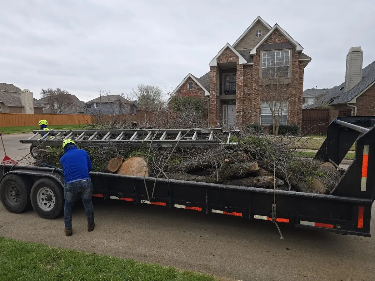 Expert Tree Removal with proper safety equipment in Forestville